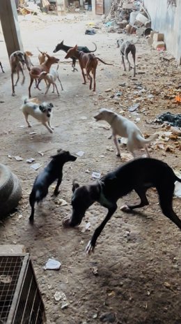Una veintena de perros han sido rescatados y puestos a salvo tras ser hallados en condiciones de insalubridad en una vivienda de Pinos Puente (Granada)