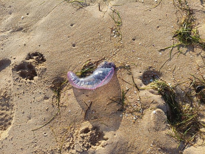 Karabela portugaldarra