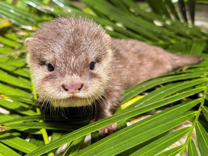 Cría de nutria asiática de uñas cortas en Loro Parque (Tenerife)