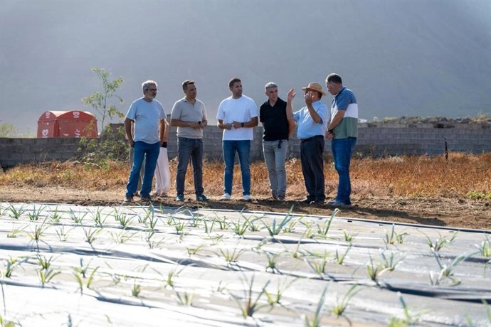 El Gobierno prevé la entrega de 75.000 plantas de piña a agricultores de El Hierro para facilitar su recuperación