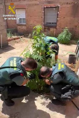 Dos personas investigadas tras descubrir la Guardia Civil 55 plantas de marihuana en un bar de Casasimarro.