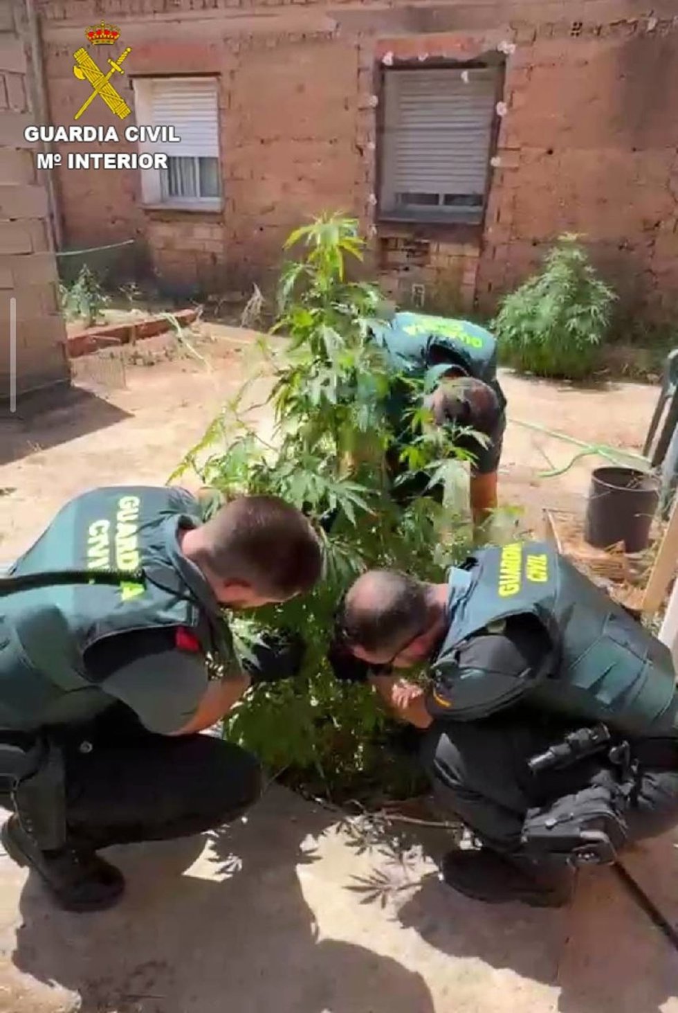 Dos personas investigadas tras descubrir la Guardia Civil 55 plantas de marihuana en un bar de Casasimarro.