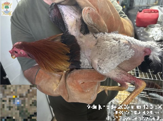 Gallos de pelea rescatados por el Seprona tras detener a su propietario por maltrato animal.
