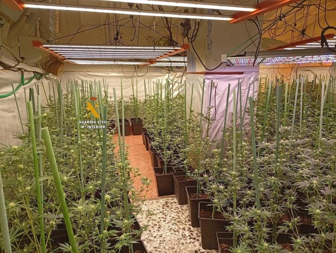 Archivo - Intervenidas 374 plantas de marihuana 