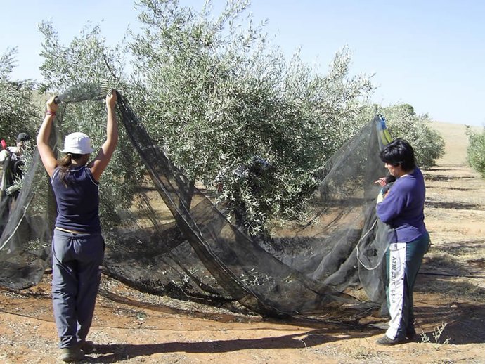 Recogida de aceituna en un olivar.