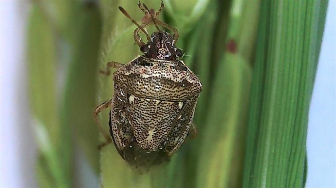 Pudenta del arroz.