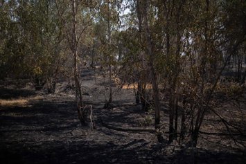Zona afectada por el incendio forestal declarado en la localidad onubense de Niebla, el pasado 8 de agosto de 2026.