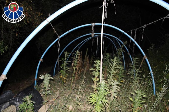 Desmantelada en Ispaster (Bizkaia) una plantación de marihuana con tres detenidos