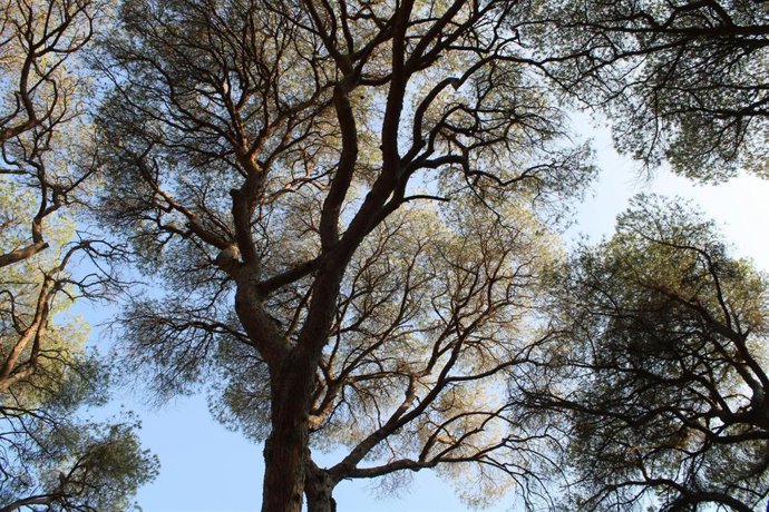 Archivo - Foto de recurso de árboles.