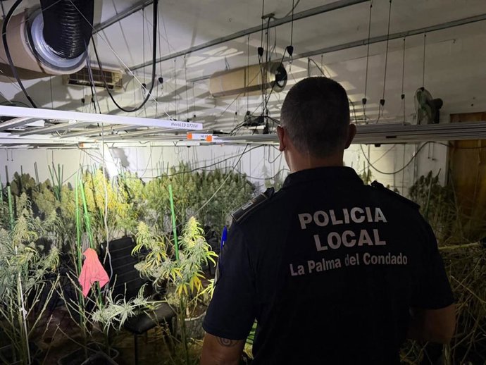 Plantación de marihuana hallada por los agentes de la Policía Local de La Palma del Condado.