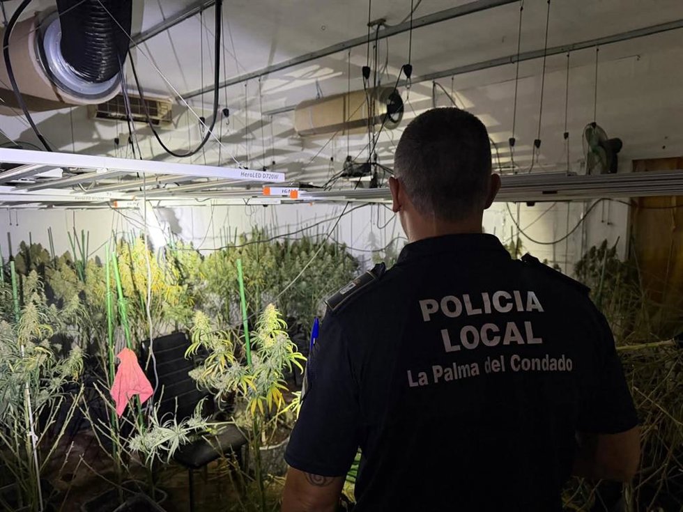 Plantación de marihuana hallada por los agentes de la Policía Local de La Palma del Condado.