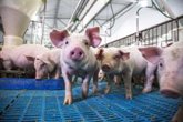 Foto: La carne de cerdo puede incluirse en una dieta saludable para perder peso, según un estudio