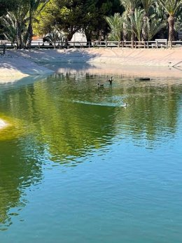 Pato criollo en la UA