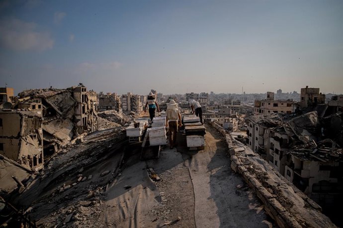 8 de agosto de 2026, Gaza, Palestina, Estado de: GAZA Gaza, PALESTINA – 8 DE AGOSTO DE 2026: Esta reportagem fotográfica documenta o trabalho de Ibrahim Naji Al-Dabba, 49 anos, presidente da Cooperativa de Apicultores de Gaza, que continua criando abelhas