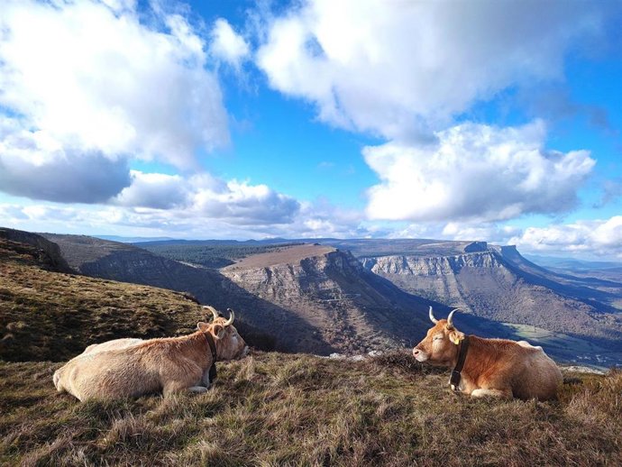 Vacas en Orduña (Bizkaia)