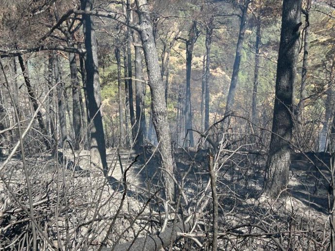 Terreno boscoso quemado.