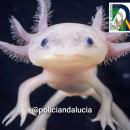 Archivo - El ajolote mexicano es un anfibio endémico de México que, en estado silvestre, sobrevive únicamente en el sistema de canales de Xochimilco, en Ciudad de México