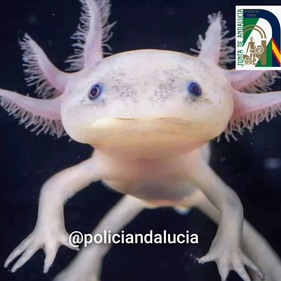 Archivo - El ajolote mexicano es un anfibio endémico de México que, en estado silvestre, sobrevive únicamente en el sistema de canales de Xochimilco, en Ciudad de México