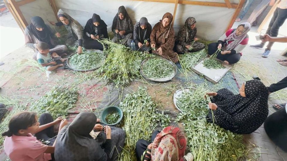 Proyecto de cooperación en Gaza.