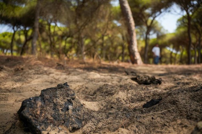 Zona de pinares en la que calcinaron la moto los autores del tiroteo mortal de Isla Cristina