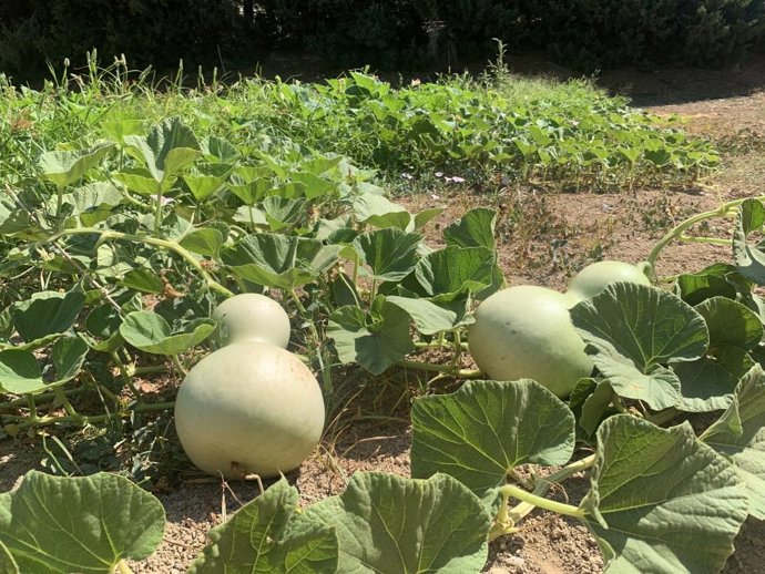 Cultivo de calabazas.