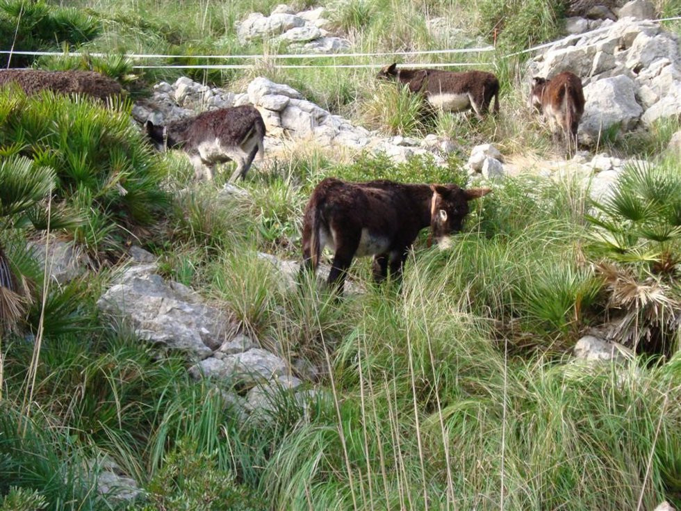 Desarrollan una metodología de control natural de la vegetación mediante el pastoreo con asnos de raza mallorquina.