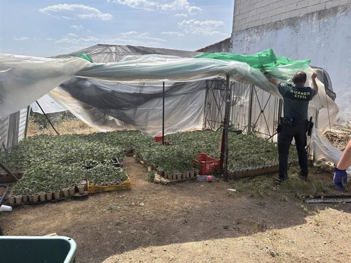 Un agente de la Guardia Civil descubre el invernadero, utilizado para la germinación y cultivo inicial de las plantas de marihuana en una finca de Pozoblanco.