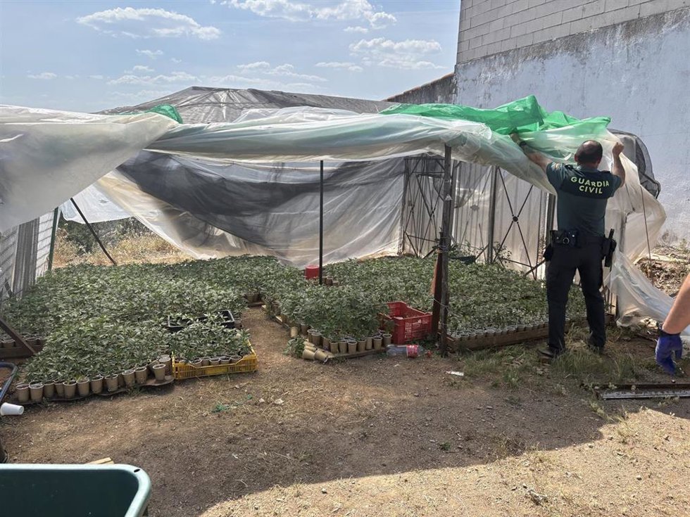 Un agente de la Guardia Civil descubre el invernadero, utilizado para la germinación y cultivo inicial de las plantas de marihuana en una finca de Pozoblanco.