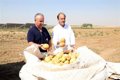 Un estudio cifra en 18 céntimos el coste de producción del kilo de patata de regadío en CyL