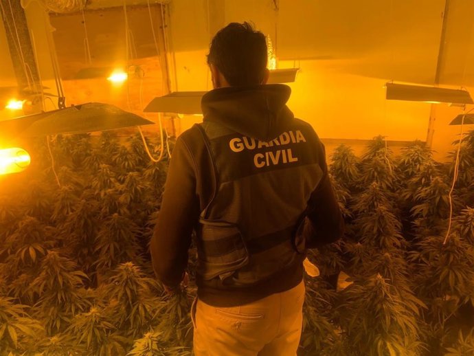 Archivo - Imagen de archivo de una operación contra la producción de marihuana en Pinos Puente (Granada).