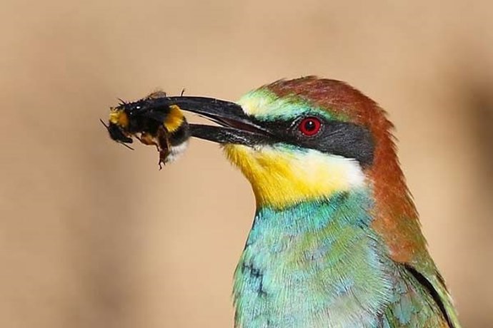 Archivo - Un abejaruco con una abeja en el pico.
