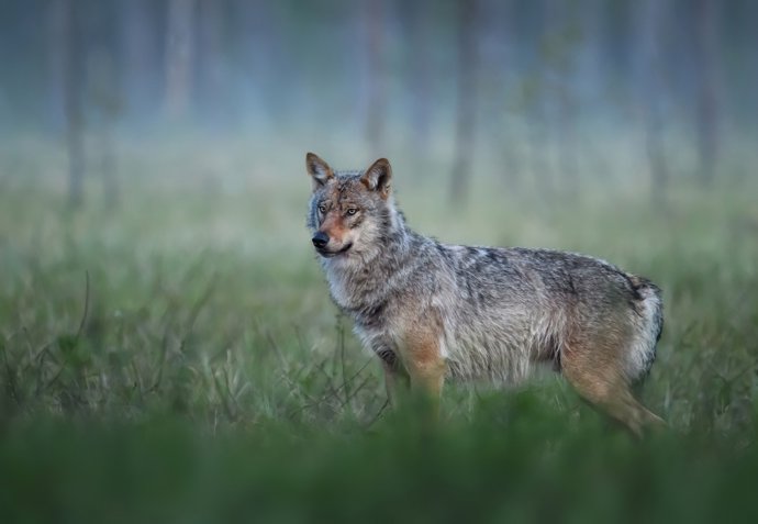 Un ejemplar de lobo.