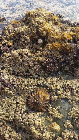 Ejemplar de lapas ferrugíneas (Patella ferruginea) en el litoral de Cádiz
