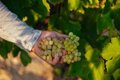 La DOCa Rioja señala que avanza la maduración de la uva con incremento del grado alcohóllico