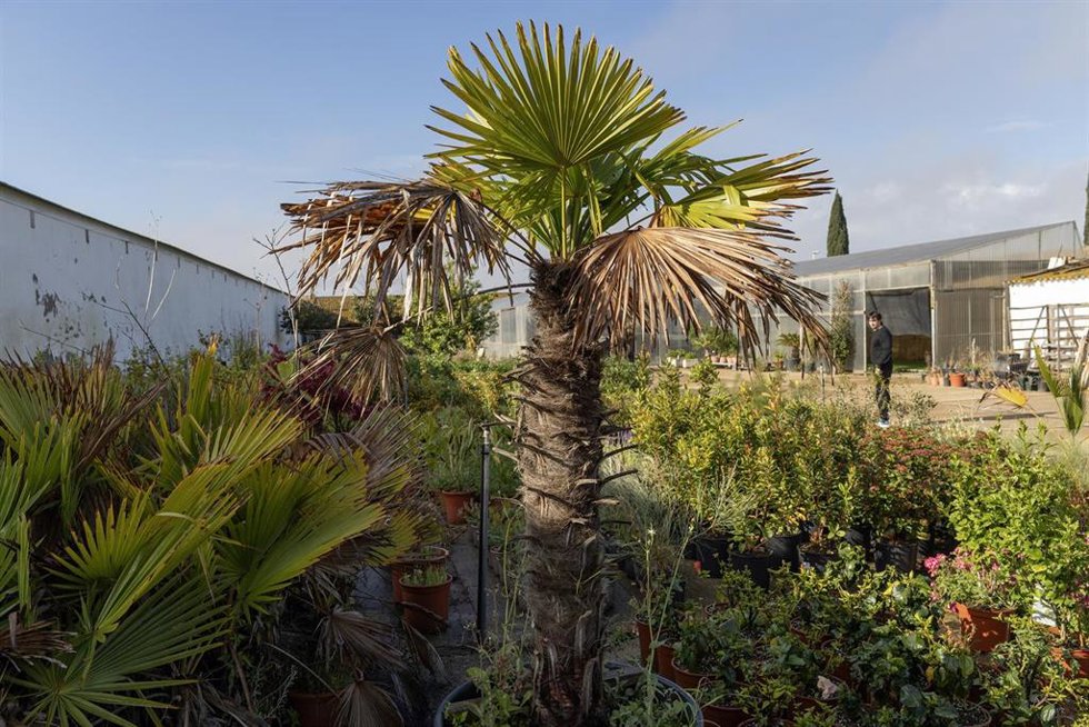 Archivo - Vivero de Huelva.