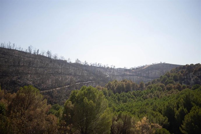 Imagen de una zona afectada por el incendio de Niebla (Huelva).