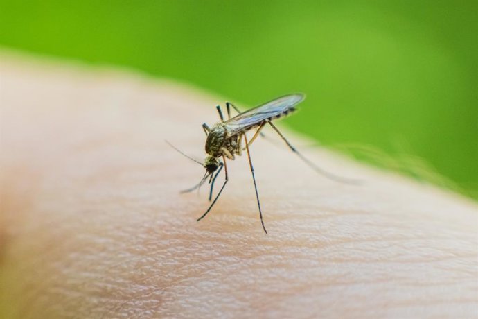 Archivo - El ECDC señala que Europa debe mejorar sus herramientas de control de enfermedades transmitidas por mosquitos