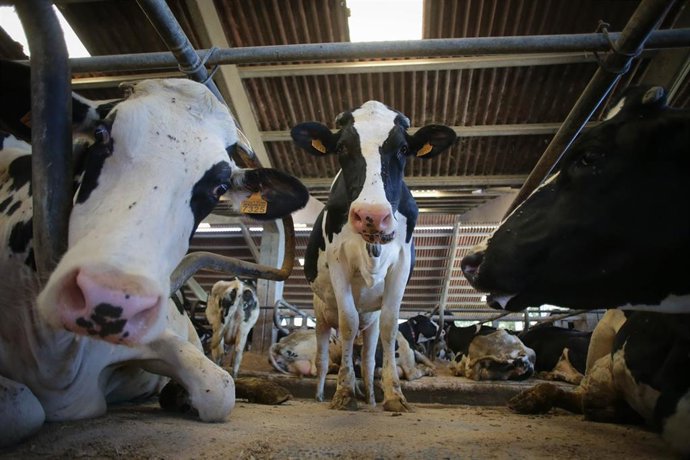 Archivo - Vacas dunha gandaría de lácteo en Sabadelle, a 7 de agosto de 2023, en Chantada, Lugo, Galicia (España).