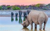 Foto: La escasa aparición de nuevas especies determinó el declive de los megaherbívoros africanos