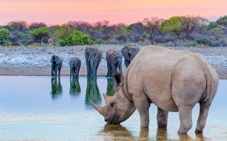 Un rinoceronte bebiendo agua frente a una  manada de elefantes bebiendo agua en un lago en el Parque Nacional de Etosha, Namibia, África.