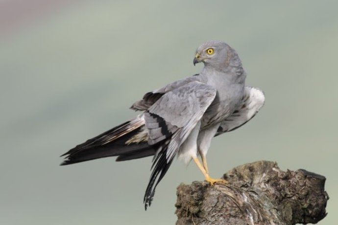 Aguilucho cenizo.