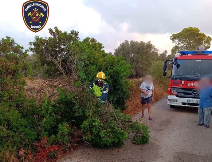 Retirada de un árbol caído