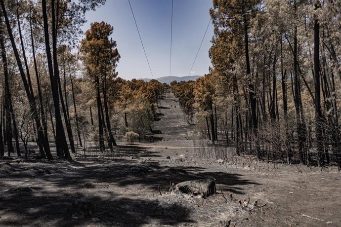 Vista una semana después de que llegara el fuego, a 1 de agosto de 2026, en La Adrada, Castilla y León (España).