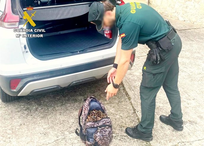 Guardia civil con percebes intervenidos en Santillana del Mar a dos pescadores furtivos