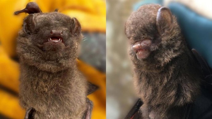 Las dos nuevas especies de murciélagos descubiertas en Camerún.