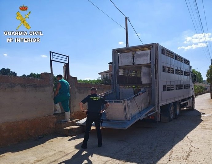 El Seprona de Ciudad Real inmoviliza 28 cabezas de ganado ovino en Ruidera por incumplir la normativa de sanidad animal.