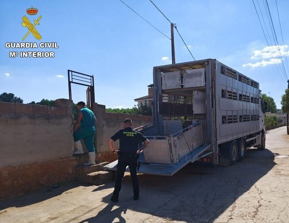 El Seprona de Ciudad Real inmoviliza 28 cabezas de ganado ovino en Ruidera por incumplir la normativa de sanidad animal.