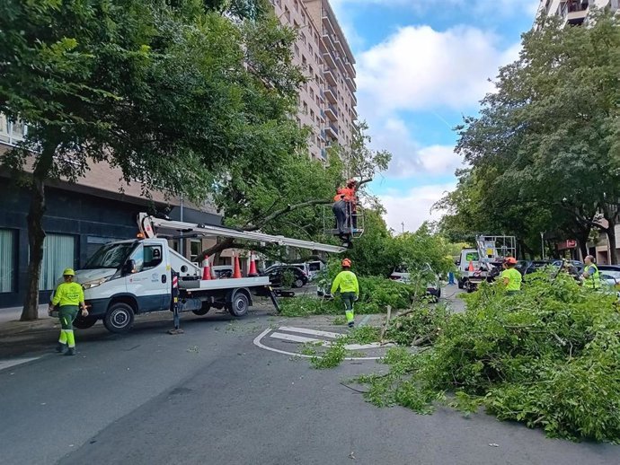 Árbol caído en el Primer Ensanche de Pamplona tras la tormenta registrada el jueves.