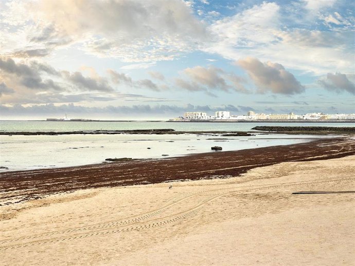 Arribazones de algas en una playa de Cádiz