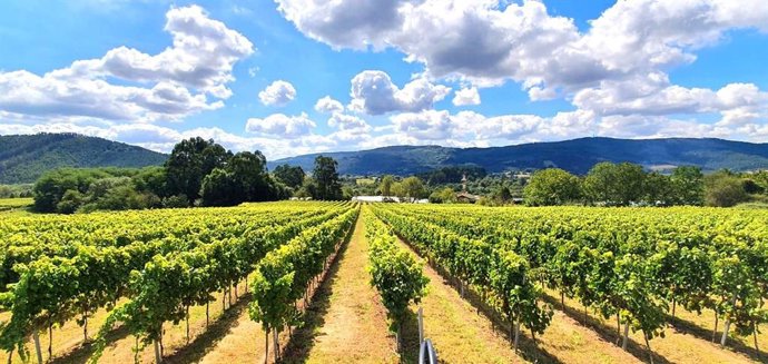 Viñedos de la bodega Magalarte, en Lezama (Bizkaia).